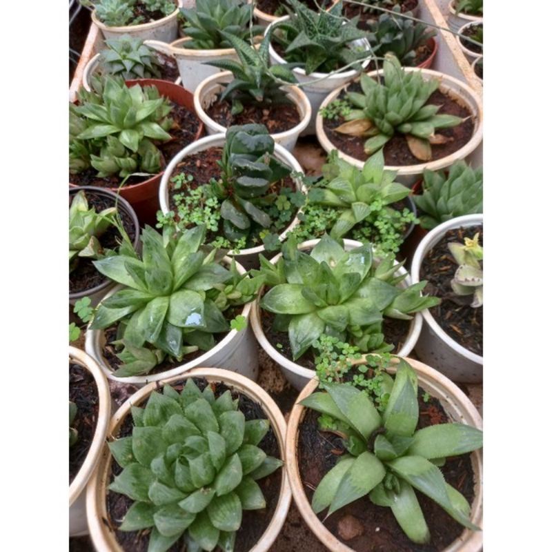 Hawathia mini chậu bầu 4cm
