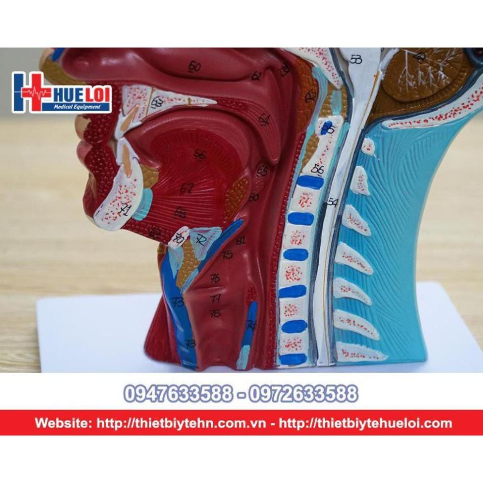 Mô Hình Cấu Tạo Cơ Vùng Đầu, Mặt Cổ