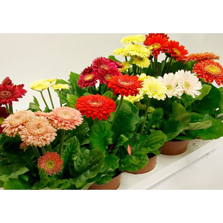 [Rẻ Vô Địch] hạt giống Hoa đồng tiền Mix