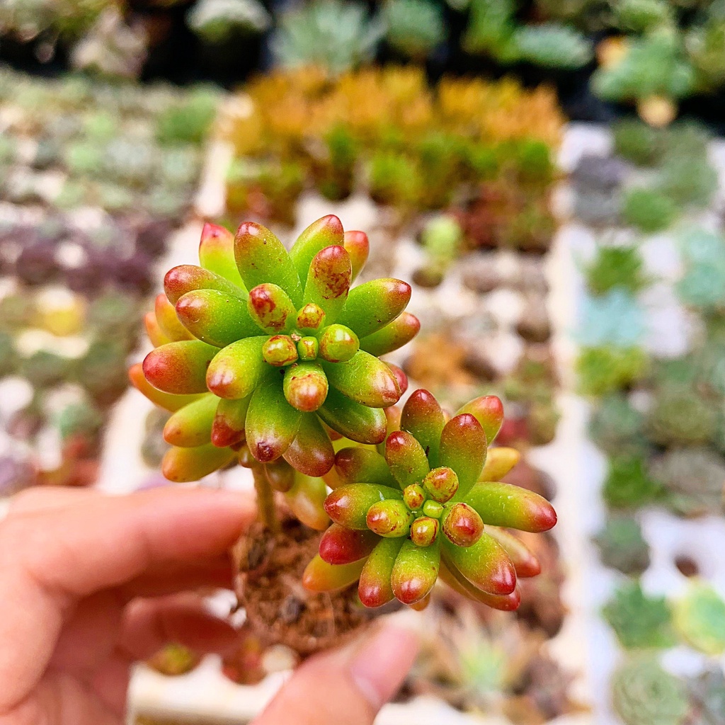 Sen Đá Thạch Lựu size 3-4cm, XUẤT XỨ VIỆT NAM, ĐÃ THUẦN KHÍ HẬU, SIÊU KHOẺ ĐẸP, Lỗi 1 ĐỔI 1