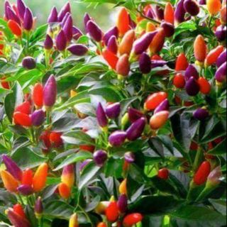 Hạt giống Ớt Chỉ Thiên Ngũ Sắc