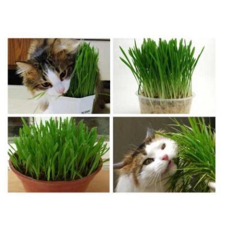 Hạt giống cỏ mèo gói 10g catnip, lúa mạch hỗ trợ tiêu búi lông - Long Vũ Pet Food