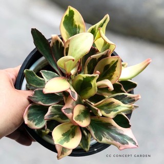 Trường Sinh Hồng | Peperomia clusiifolia jelly