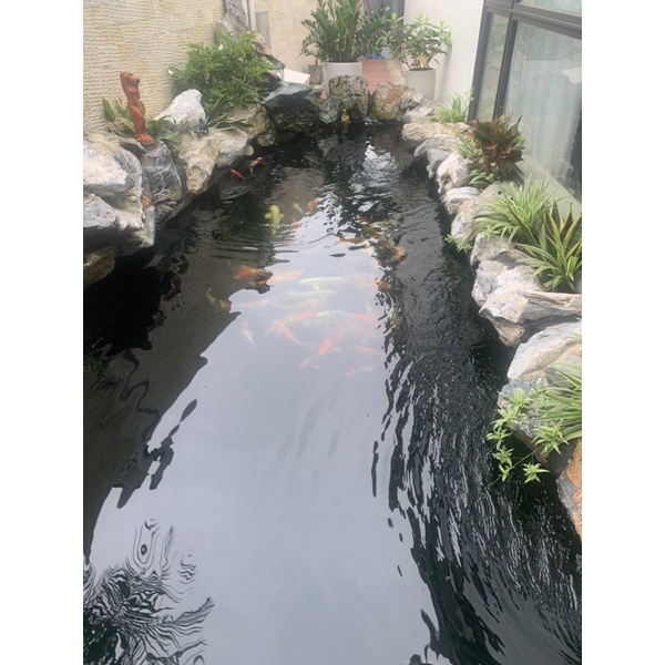 Men Vi Sinh Hồ Koi Bio Fish Koi