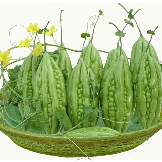 Hạt Giống MƯớp Đắng