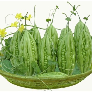 Hạt Giống MƯớp Đắng