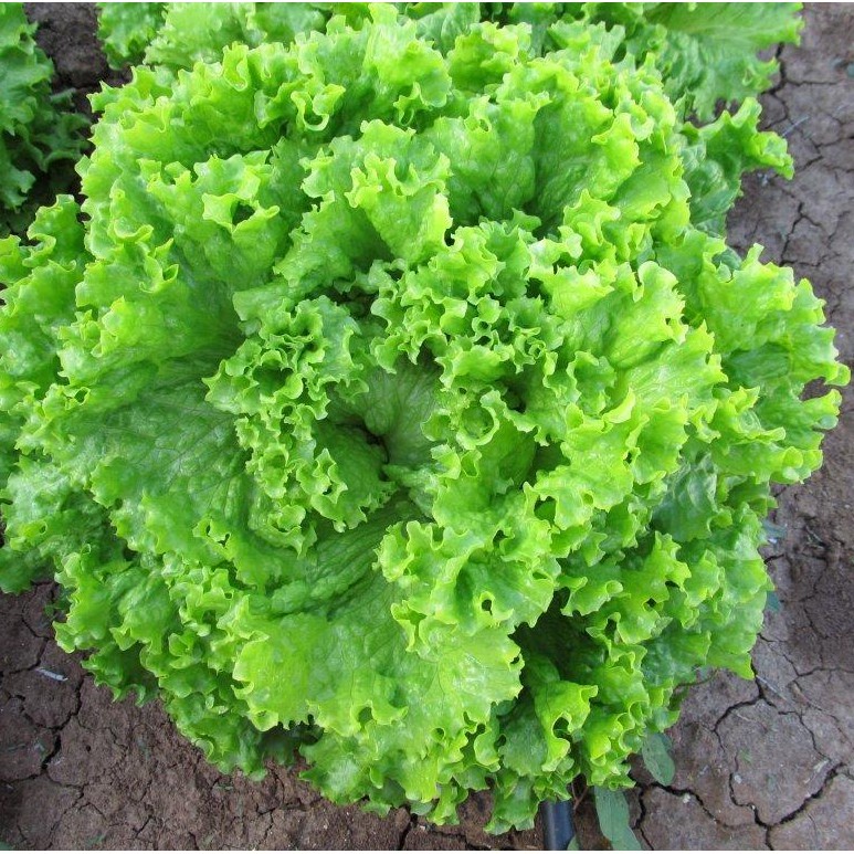 Hạt Giống Rau Xà Lách Xoăn Xanh  - MUA 3 TẶNG 1 CÙNG LOẠI