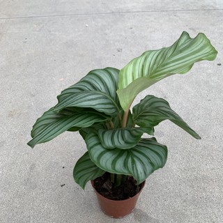Cây đuôi công táo xanh bản lá to cao 18cm, nhiều nhánh lá xanh bóng tươi tốt, cây nội thất trồng để bàn, decor cửa hàng