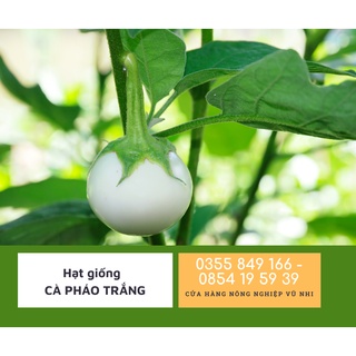 Hạt giống cà pháo trắng 500mg - hatgiong24h