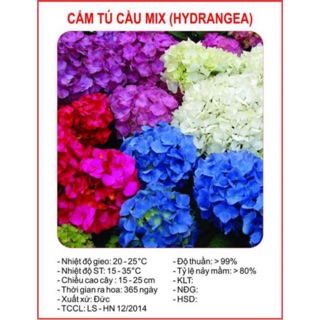 HẠT GIỐNG HOA CẨM TÚ CẦU NHIỀU MÀU GÓI 10 HẠT