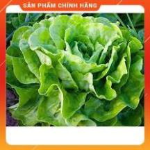 hạt giống xà lách đăm cao sản