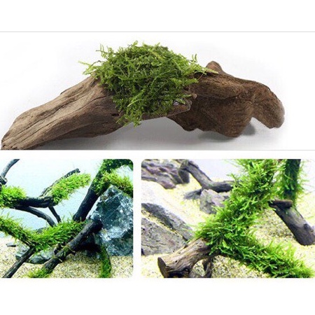 Keo Xịt Dán Rêu Mius Dùng Cho Cây Thủy sinh , Bán Cạn