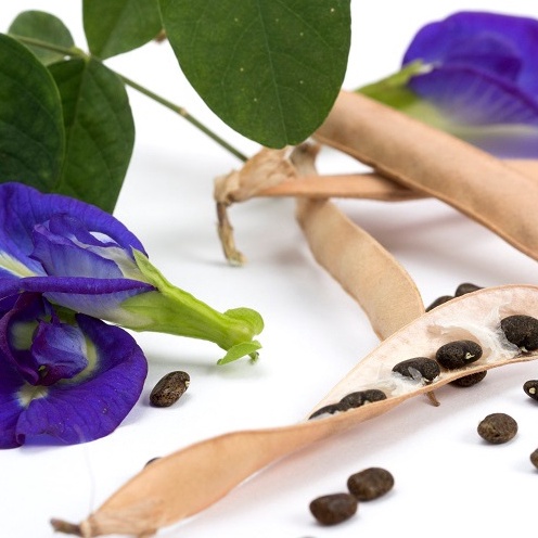 Hạt giống hoa đậu biếc tỉ lệ này mầm cao hoa siêu đẹp - Nhà Vừng