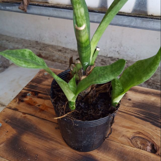 lưỡi mèo cây giống