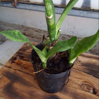 lưỡi mèo cây giống