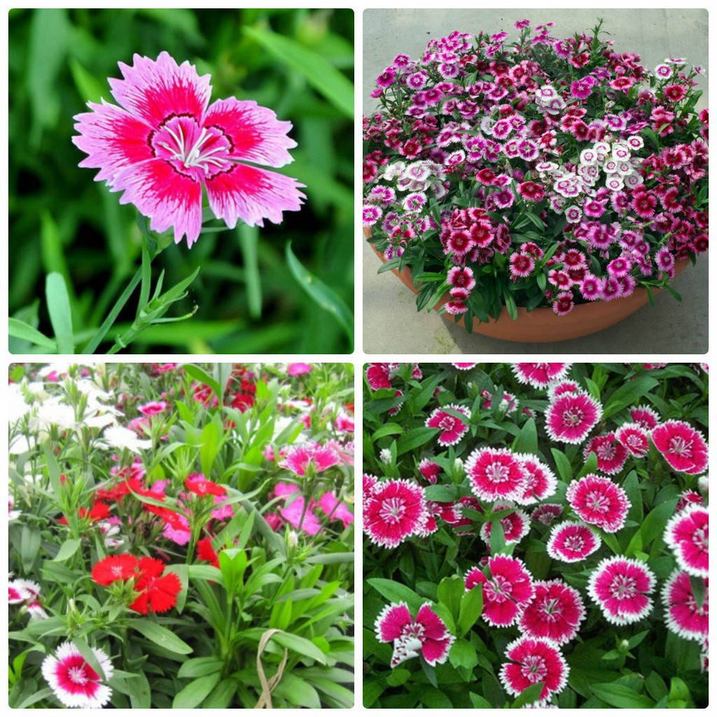 Bán buôn Hạt giống hoa Cẩm chướng đơn Mix (Dianthus) bao đẹp