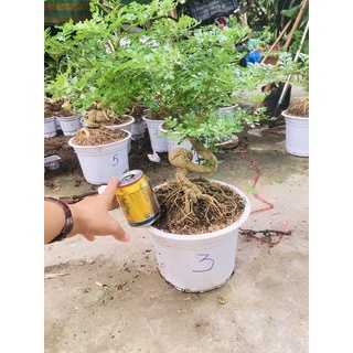 cần thăng bonsai