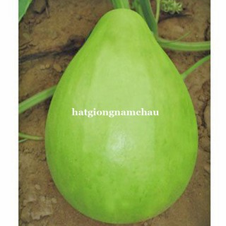 5H - HẠT GIỐNG BẦU TRÒN