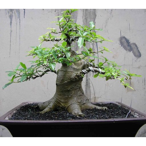 Dây nhôm trần quấn cây cảnh chuyên dùng uốn cây bonsai, cây cảnh 2ly - 3ly - 4ly - 5ly