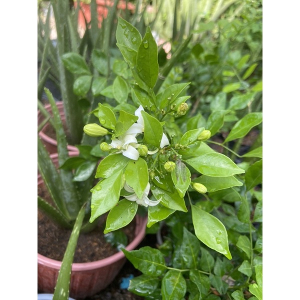Hoa nguyệt quế, hoa màu trắng rất thơm