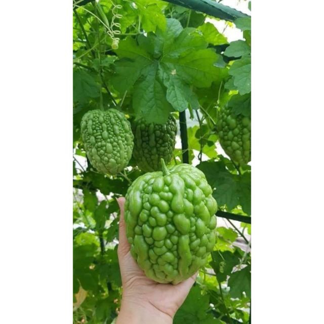 HẠT GIỐNG MƯỚP ĐẮNG TRÁI TIM XANH 5 HẠT ĐẾN MÙA TRỒNG TẾT luckyseed hạt siêu rẻ
