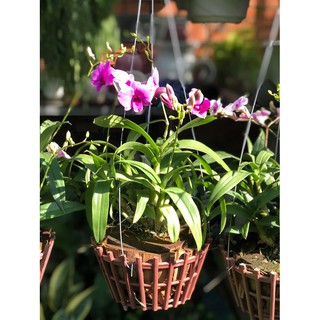 Chậu Lan Denro Mini