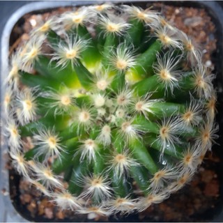 Xương rồng Mami lông vàng -  Mammillaria Schiedeana - (5.1cm -5.5cm) - (Vườn xương rồng EXOTICATUS)