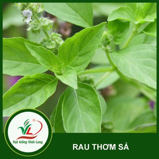Hạt giống rau Thơm sả (é trắng) TN 35 - 1g