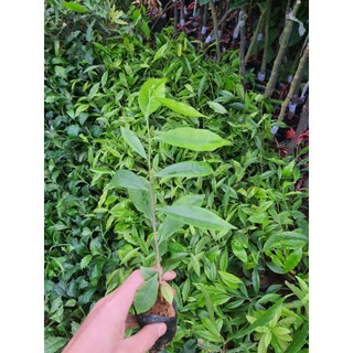 Combo 10 Cây Dó Bầu (Trầm Hương)