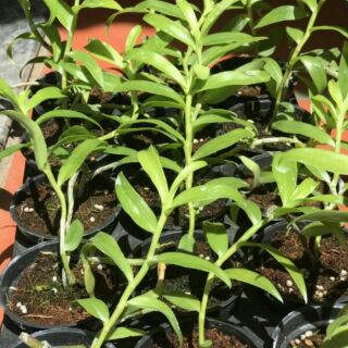 5ctpt chậu lớn năm 2