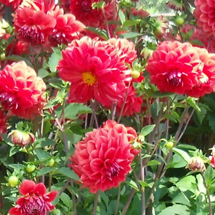 60H - Hạt giống hoa thược dược (Dahlia Variablis Desh)