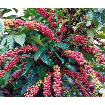 Cà phê Arabica nguyên chất 1kg - Thucoffee | BigBuy360 - bigbuy360.vn