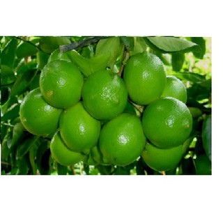 Cây giống chanh không hạt