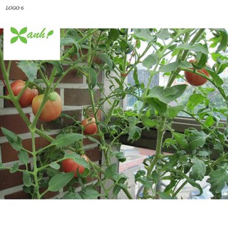 Hạt giống Cà chua F1 (MV)