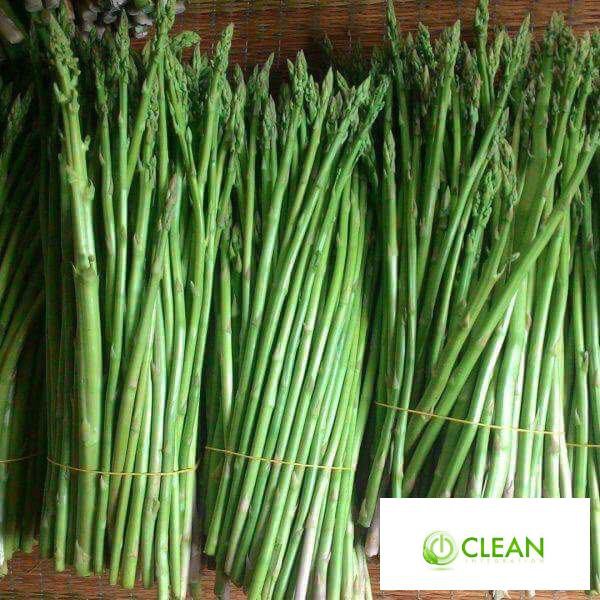 Gói 100 hạt giống măng tây xanh f1, nảy mầm 90%