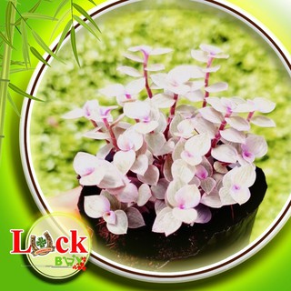 3 Cây Pink Lady ‘Violet’