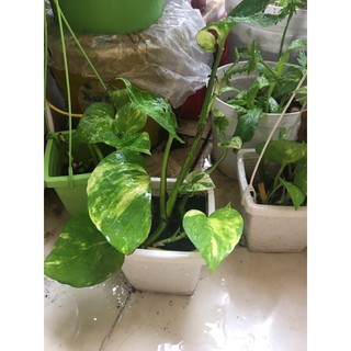 Chậu mini trầu bà nhiều loại