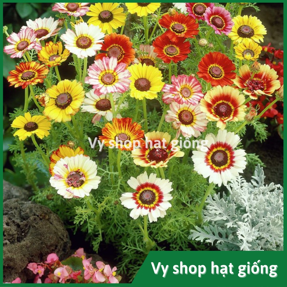 Hạt giống hoa cúc Joy  Thái Lan gói 400 hạt mix màu