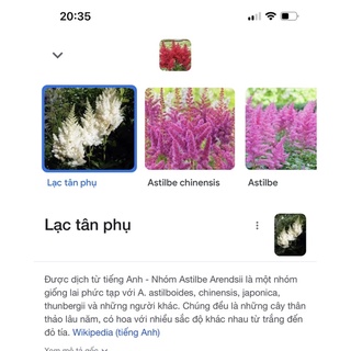 (giống hoa mới) Lạc Tân phụ