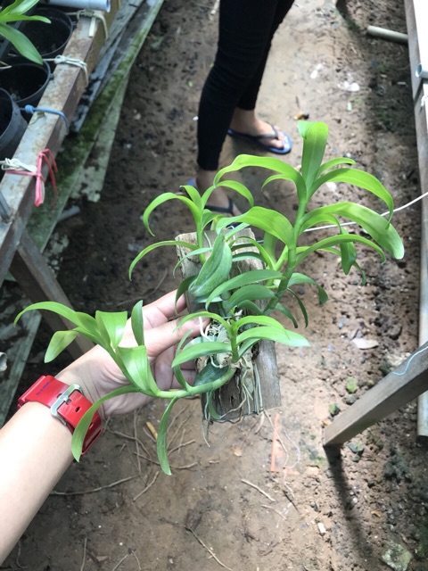 Phi Điệp Nhiều Màu - Giao Ngẫu Nhiên - Ghép Bảng Sẳn