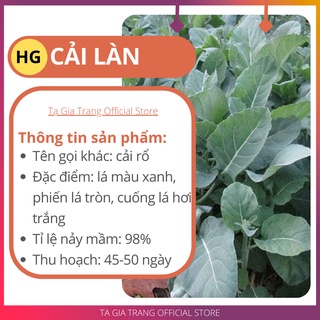Hạt giống rau cải rổ (cải làn) thân giòn ngọt, nhiều dinh dưỡng
