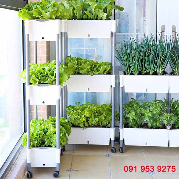 Giá trồng rau tự dưỡng 3 tầng Không cần tưới nước Kệ trồng rau tự dưỡng