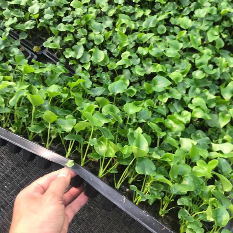 Trầu bà lá xẻ Monstera Deli