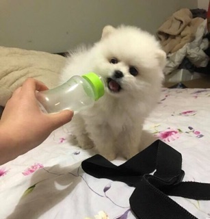Bình ti bú sữa cho cún mèo con🍼🍼