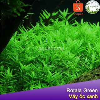 Cây thủy sinh vảy ốc xanh