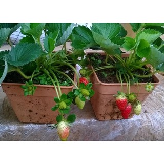 Hạt Giống Dâu Tây Đỏ