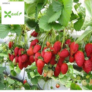 Hạt giống dâu tây đỏ giống chịu nhiệt tốt 100 hạt