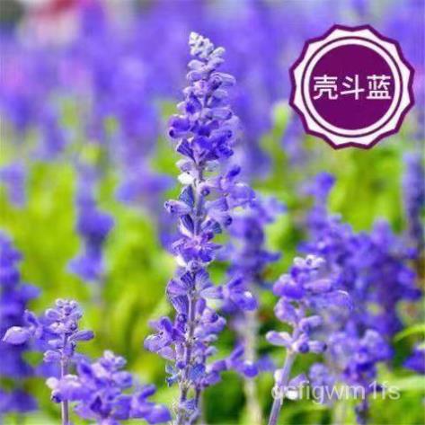 Hạt giống hoa oải hương Canary  hạt giống bốn mùa 100h SHOP MỚI KHYẾN MẠI GIÁNG SINH