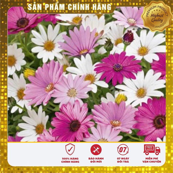 Bộ gói hạt giống cúc châu phi mix