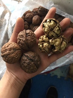 Quả óc chó rừng